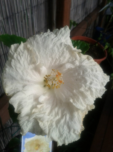 28.12.11 - Hibiscus 2011-2012