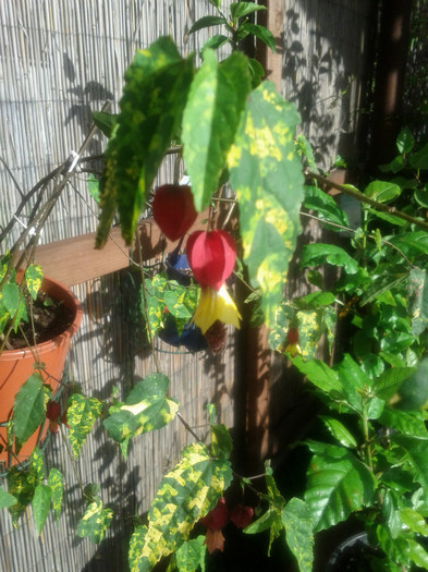 28.12.11 - ABUTILON