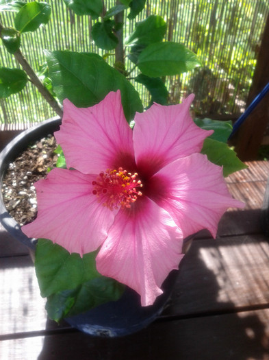  - Hibiscus 2011-2012