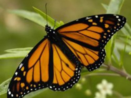 fluturele-monarh - Fluturele simbolul celor ce indraznesc sa viseze