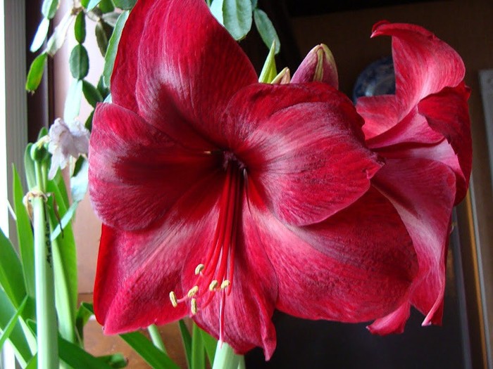 INDISPONIBIL Red Pearl Dim. 32-34 P 30 lei - a De vanzare Hippeastrum Amaryllis