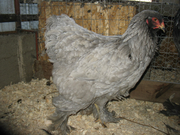 Picture 318 - Brahma albastru - deschis 2012