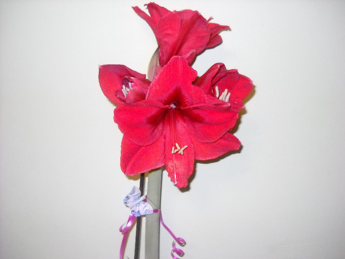 incep sa infloresc !!! 28.dec-011