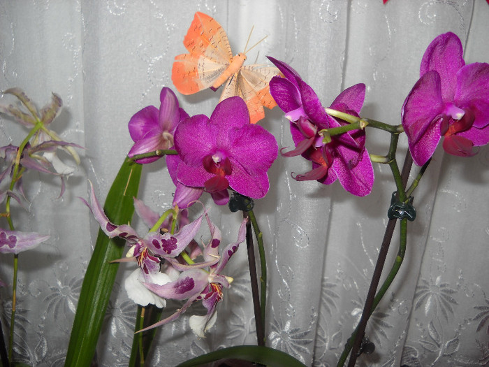 28.dec.2011 - Orhideea - Phalaenopsis-Cambria