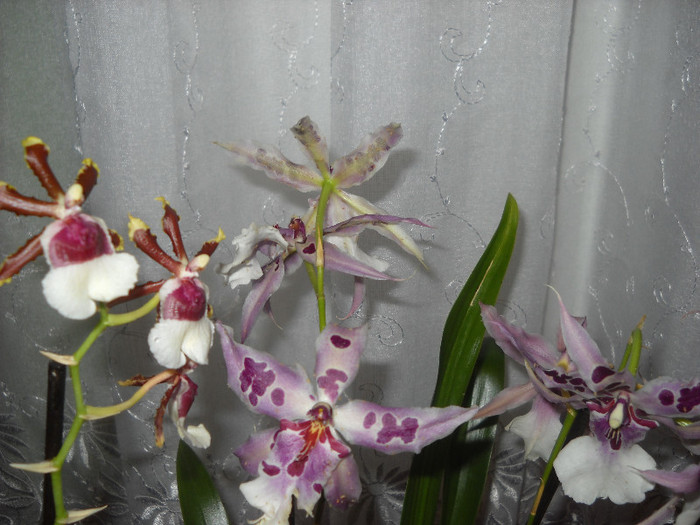 sintem colorati -28.12.011 - Orhideea - Phalaenopsis-Cambria