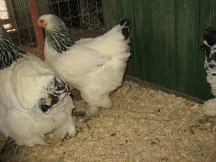 Picture 171 - Brahma herminat deschis 2012