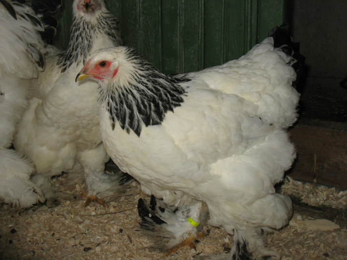 Picture 177 - Brahma herminat deschis 2012