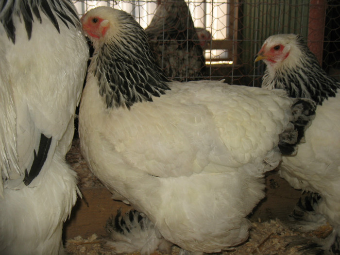 Picture 185 - Brahma herminat deschis 2012