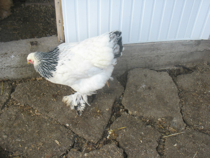 Picture 1665 - Brahma herminat deschis 2012