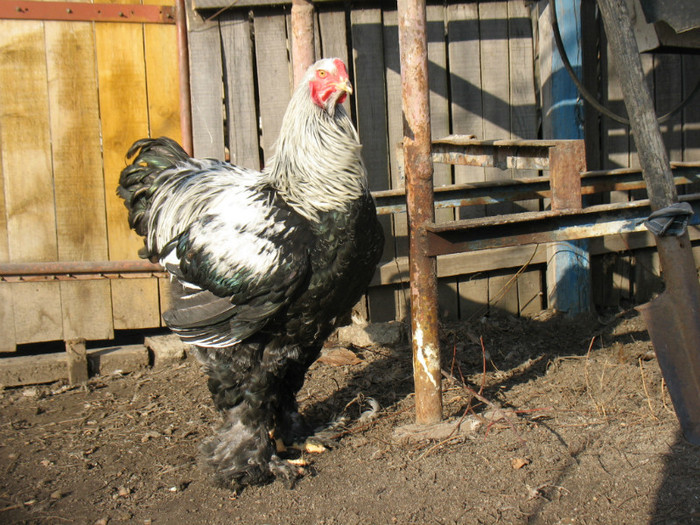 Picture 051 - Brahma herminat inchis 2012
