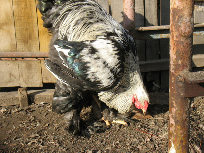 Picture 053 - Brahma herminat inchis 2012