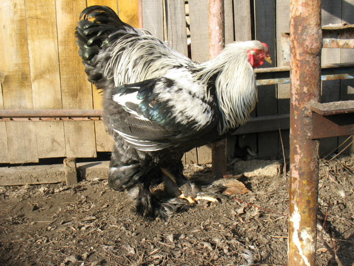 Picture 054 - Brahma herminat inchis 2012