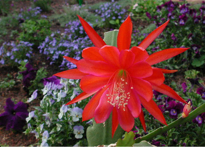 epiphillum hybrid - orhidee cactus