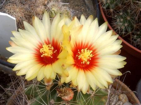 Hamatocactus_hamatacantha - Flori dragi mie