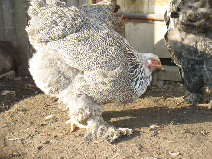 Picture 060 - Brahma herminat inchis 2012