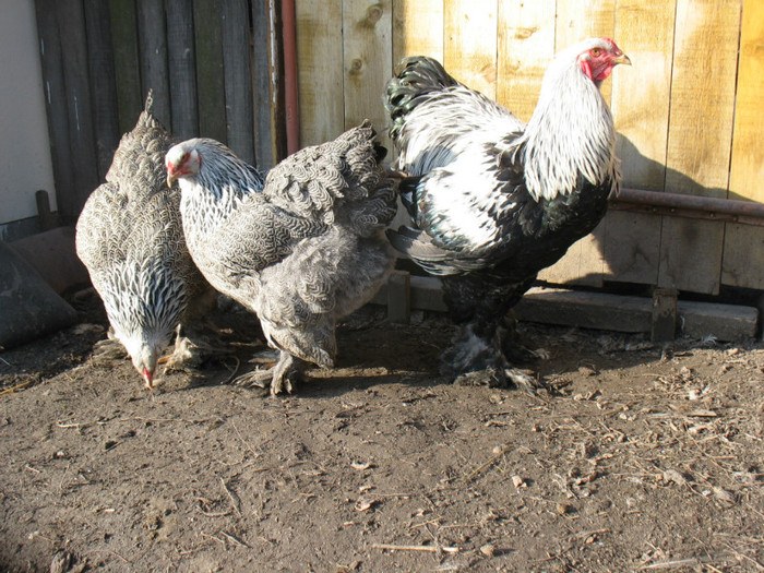 Picture 063 - Brahma herminat inchis 2012