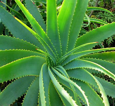 377_175_art_aloe-vera-plant - Flori dragi mie