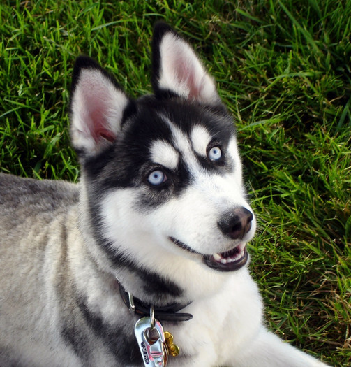 husky-Rocky - Dragoste la prima cazatura