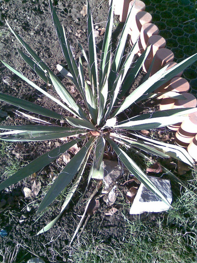 yucca de la Anytta 28.12.2011 - TOAMNA 2011