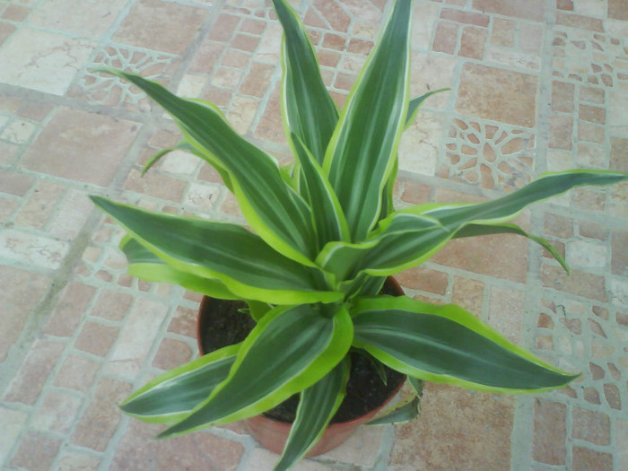 DSC03136 - dracena de  vanzare