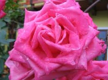 images (16) - trandafirii roz 2