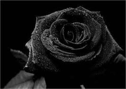 images (11) - trandafirii negri 3