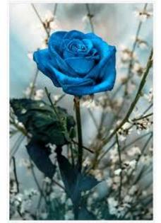 images (12) - trandafiri albastri 5