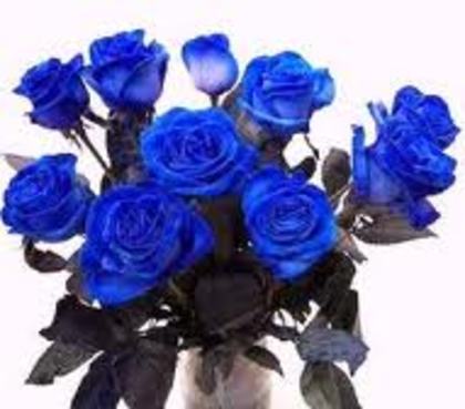 images (14) - trandafiri albastri 5
