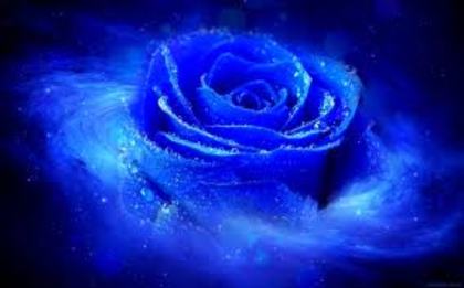 images (17) - trandafiri albastri 5