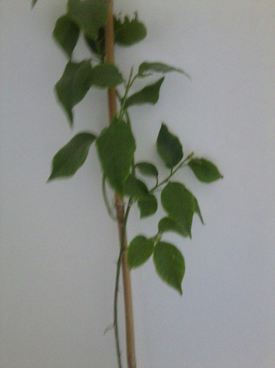 bouga simona - flori de interior