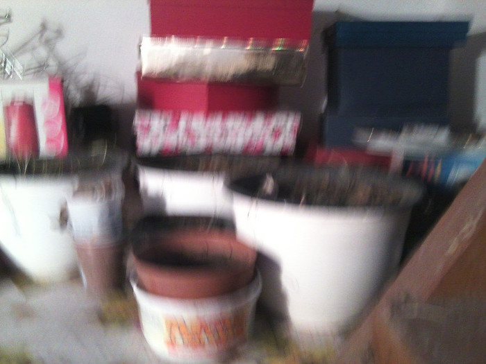 Fotografie2388 - flori de interior