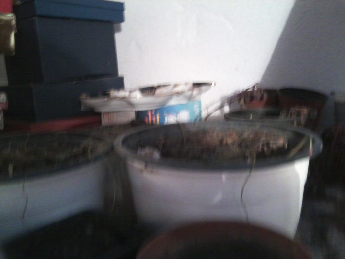 bulbi gloxinii si achimenesii la racoare - flori de interior