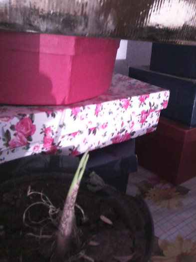 rodul dragonului - flori de interior