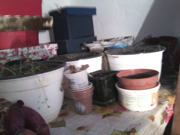 Fotografie2394 - flori de interior