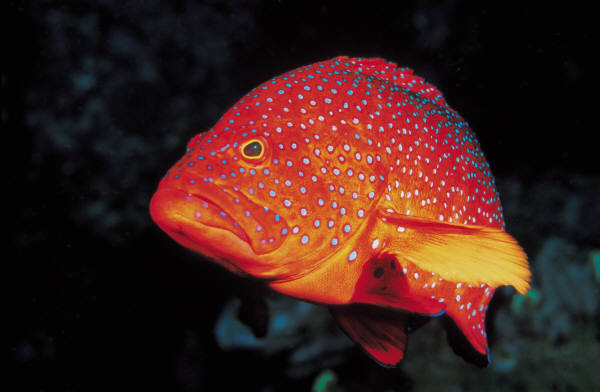 MP900386166 - ADOPTA ANIMALE