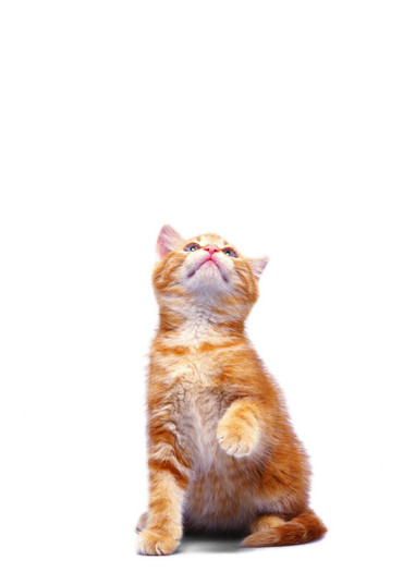 simo1999 - ADOPTA ANIMALE