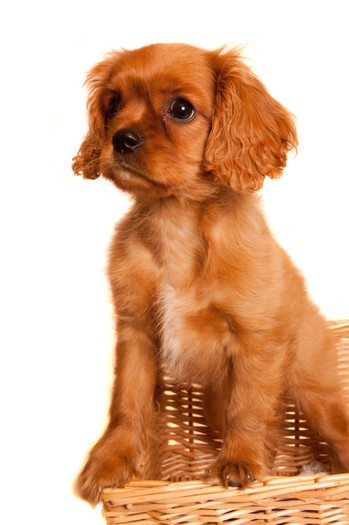 ADOPTAT DE WatchMex3