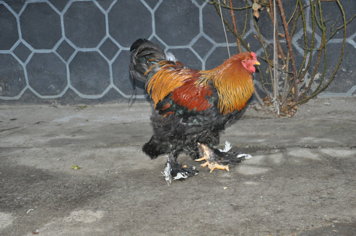 DSC_0090