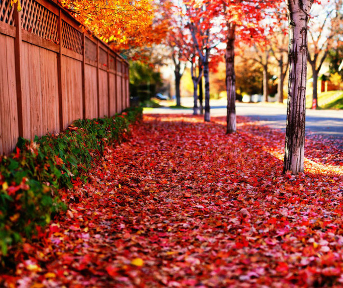 path_of_red(2) - pooze