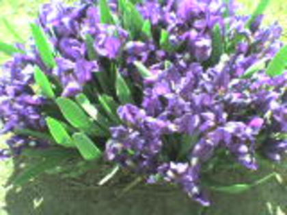 Stânjenei - 2011  flori de curte