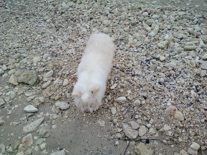 Copy (2) of 23-28 dec 2011 CRACIUN IN BALCIK,BULGARIA 106; macar de le-as vedea...
