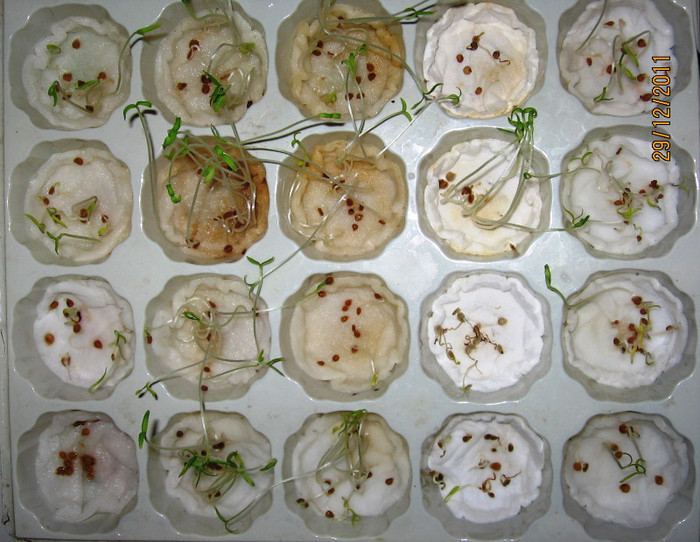 testare germinatie