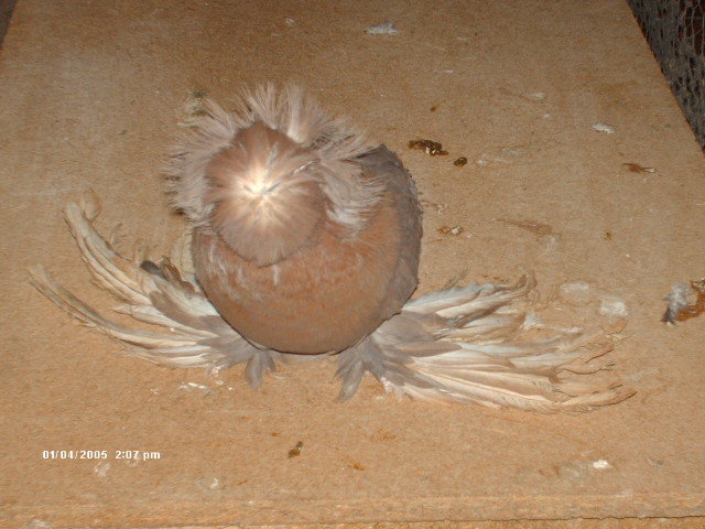 HPIM4046 - Copy - tobosari de buhara 2011