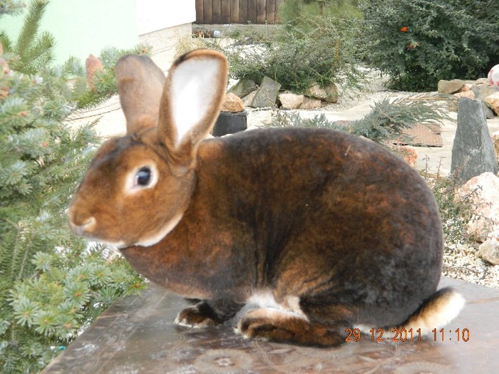 DSCN1253 - A31 mascul CASTOR REX