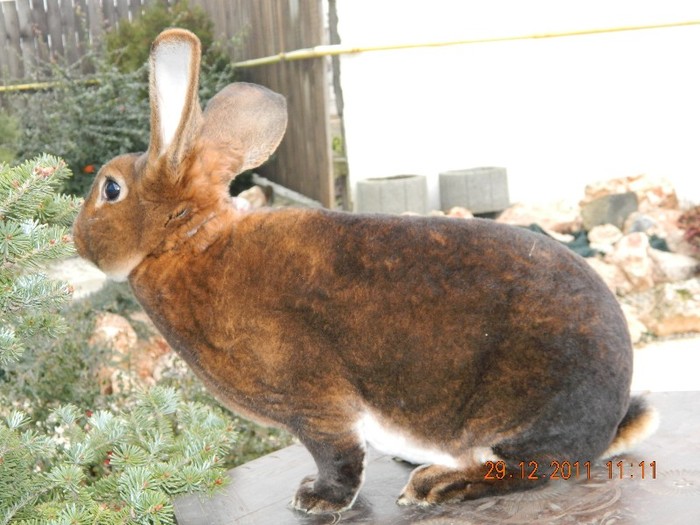 DSCN1254 - A31 mascul CASTOR REX