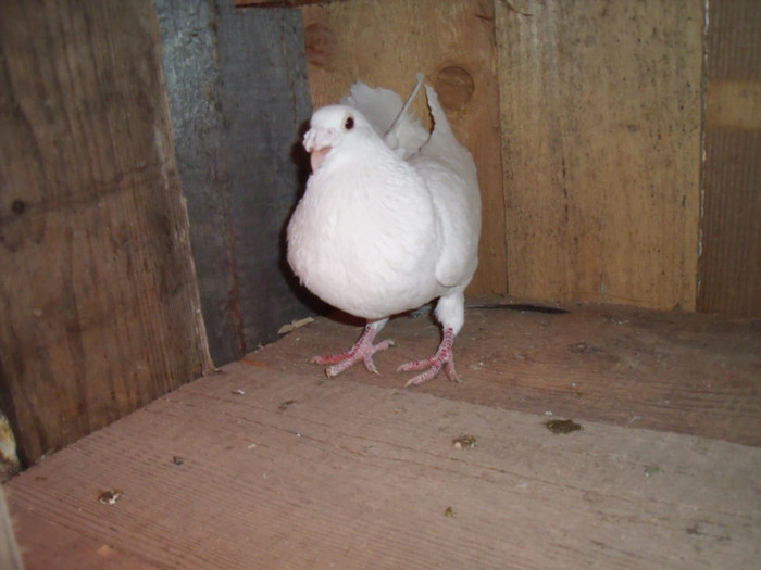 Picture 368 - porumbei voiajori albi