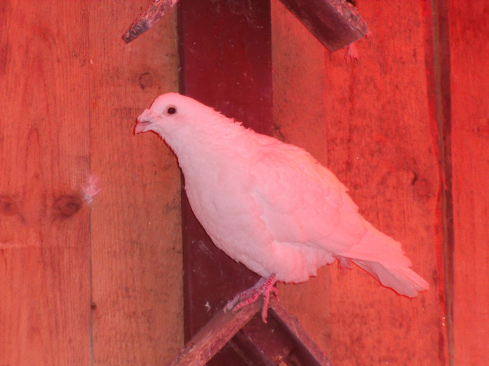 Picture 396 - porumbei voiajori albi