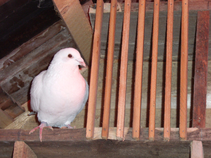 Picture 363 - porumbei voiajori albi