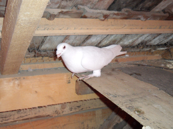 Picture 364 - porumbei voiajori albi