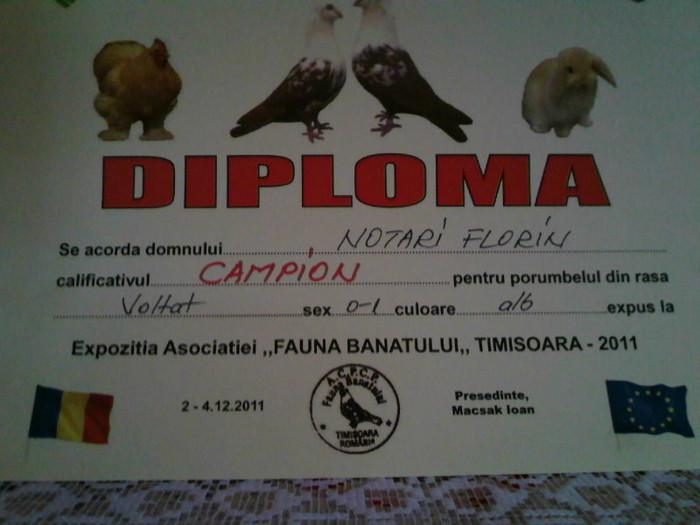 IMG516 - Cupe si Diplome